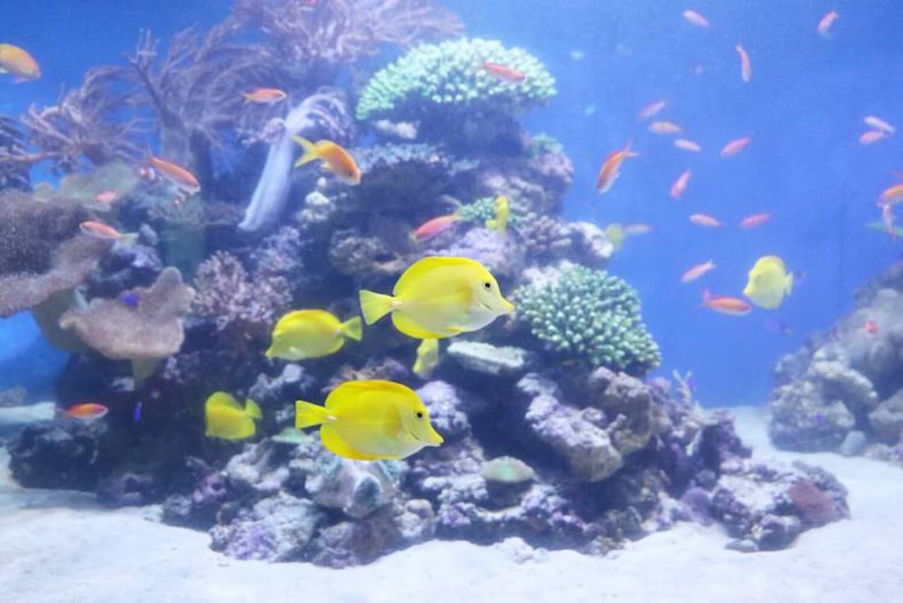 Yokohama Hakkeijima Sea Paradise Ticket - image 9